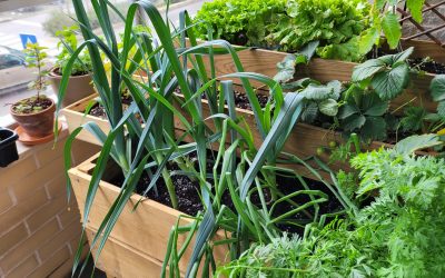 VÍDEO – Dicas para começar a fazer uma horta em casa e poupar